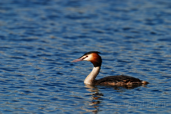 Great crested grebe - B.jpg - Great crested grebe - Cotswold Water Park